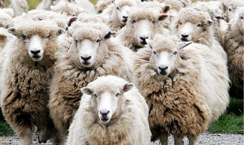 Qazaqstan qoı etiniń eksportyn 50 esege arttyrmaqshy