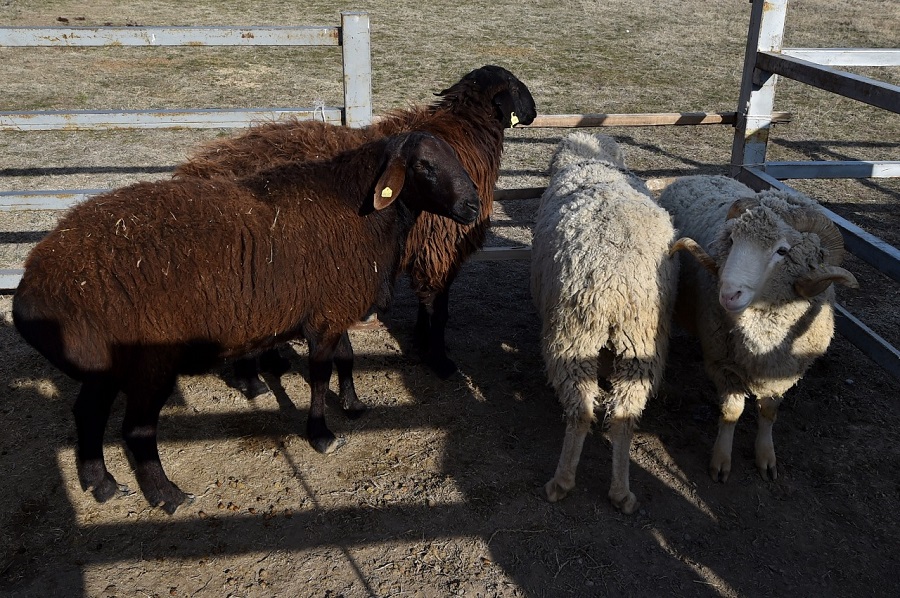 OQO-da 438 aýyl sharýashylyǵy kooperatıvteri quryldy