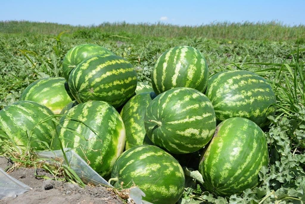 OQO sharýalary Reseıge 300 tonna qarbyz eksporttady