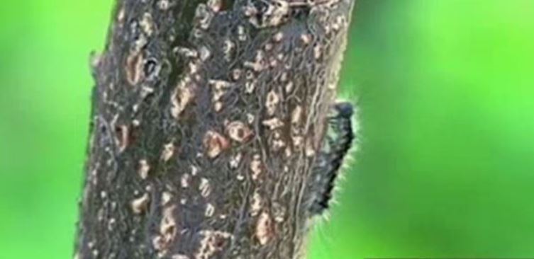 Soltústik Qazaqstan ormandaryn jibek qurty jaılap barady