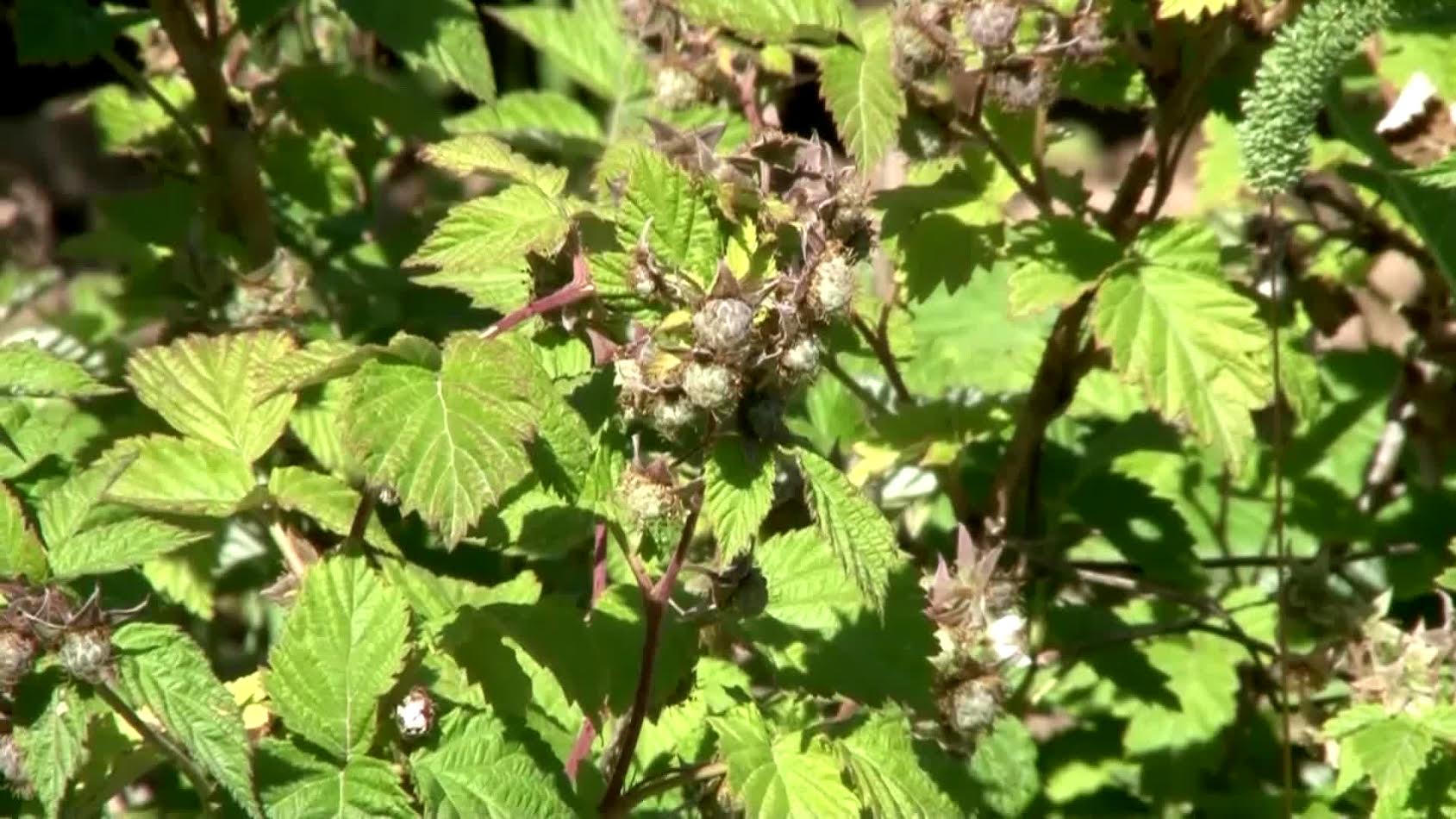 Qazyǵurttyq dıhandar tańqýraı ósirýde