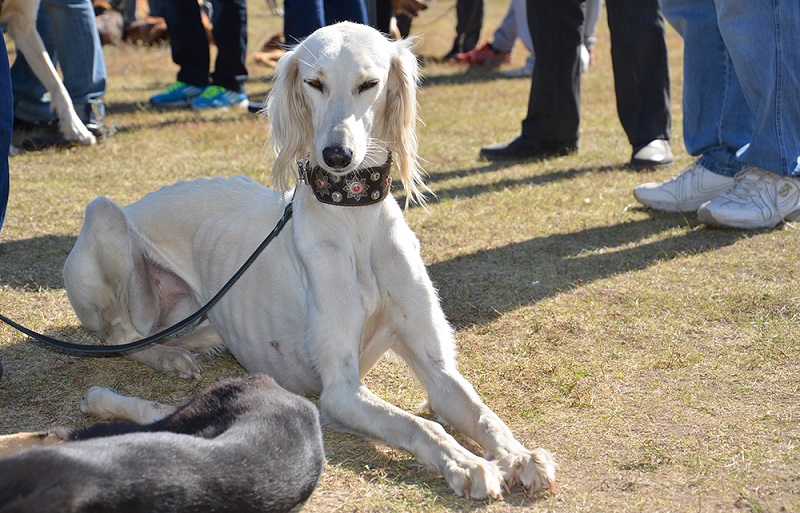 Almatyda «Uly dala rýhy-2017» Halyqaralyq etnofestıvali ótedi  