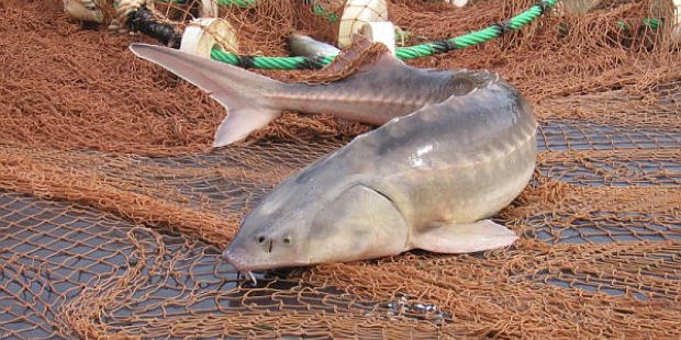 «Bekire-2017»: 64 tonna balyq tárkilendi