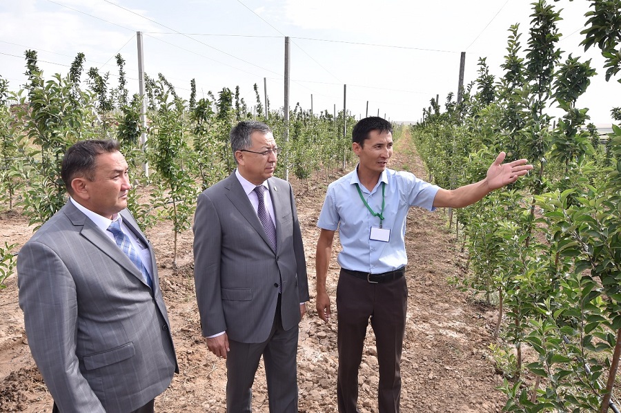 Ońtústik Qazaqstanda eki myń gektarǵa qarqyndy baý egiledi