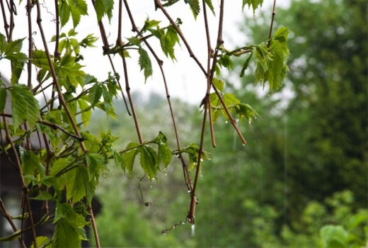 Búgin elimizdiń barlyq aımaqtarynda qubylmaly aýa raıy saqtalady