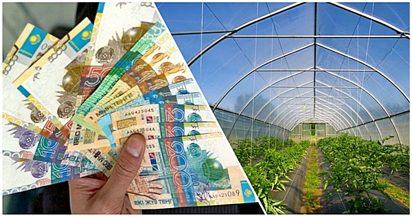 Ákesine zańsyz  sýbsıdııa alyp bergen