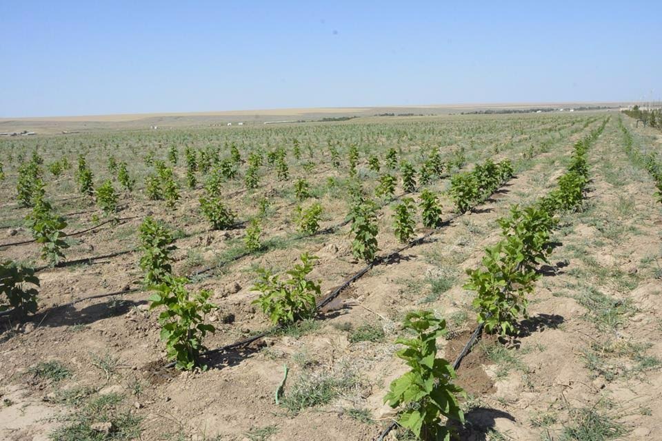 OQO-da jylyna 50 tonna jibek óndiriletin bolady