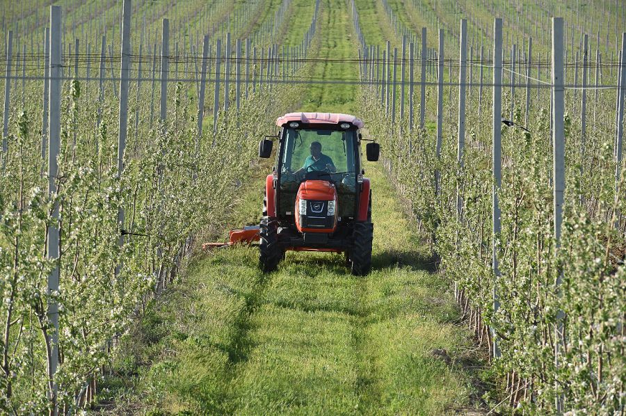 OQO-da aýyl sharýashylyǵy baǵytynda 8 iri ınvestısııalyq joba júzege asyryldy