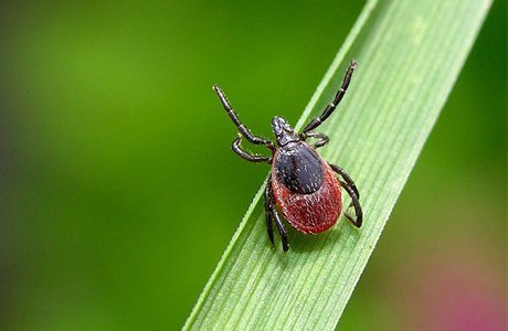 Kózge túspeıtin keneler bar