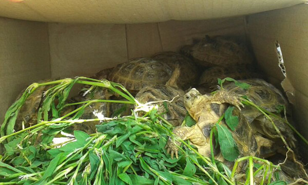 Qostanaı: Shekarada 64 totyqus pen 60 tasbaqa tıegen mashına ustaldy