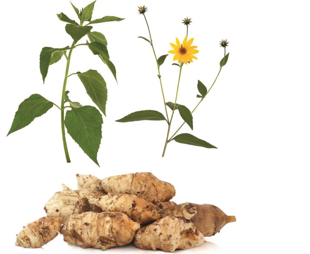 Topınambýr aýany tazartady