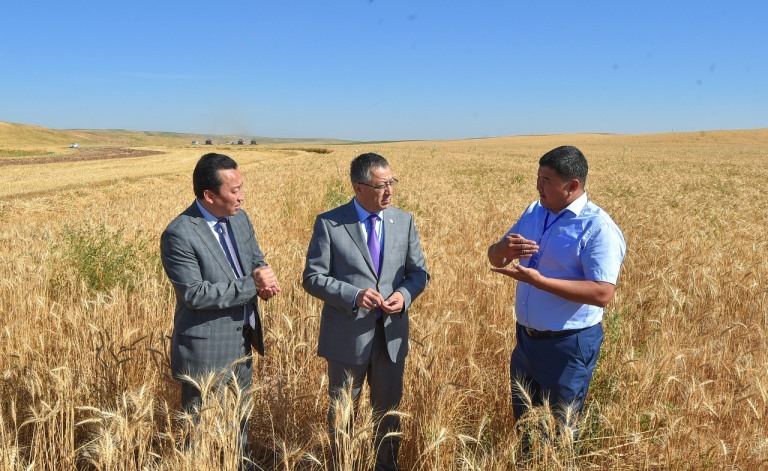 Ońtústik Qazaqstanda egin orý naýqany bastaldy 