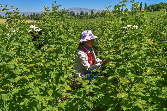 Qazyǵurt aýdanynda tańqýraı ósirý isi jandanyp keledi
