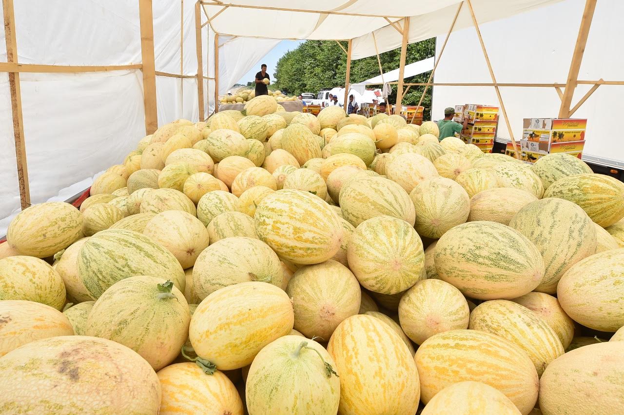 Maqtaraldyq dıqandar jınalǵan qaýynnyń 70 paıyzyn eksporttaǵan