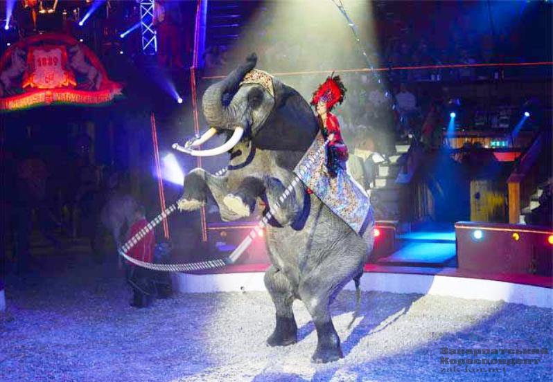 Reseı sırkiniń ártisteri Petropavlda júr