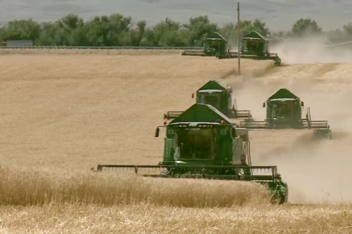  Jambyl oblysynda egin jınaý naýqany bastaldy