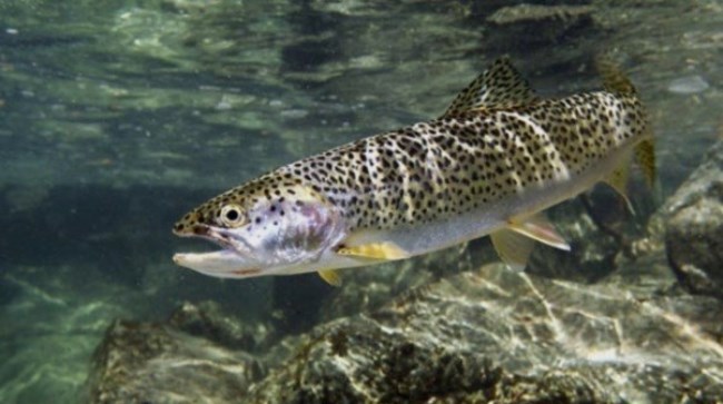 О́skemen sý qoımasynda patsha balyq ósiriletin bolady