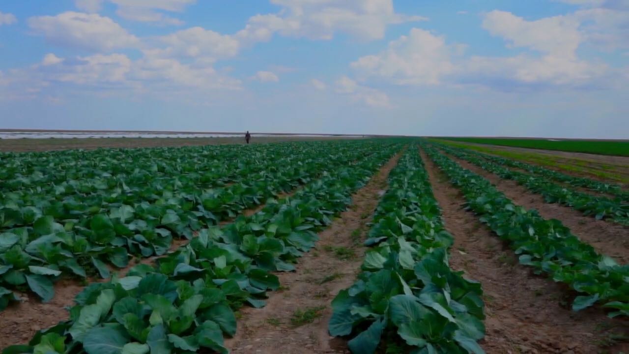 Kókónis baǵasy qandaı jaǵdaıda tómendeýi múmkin?