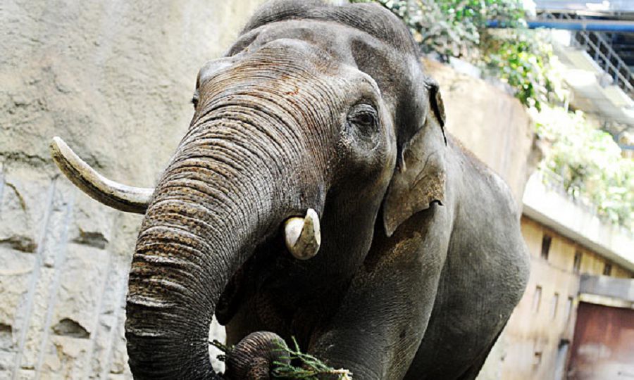 Sıýjet jelisi – sóıleıtin pil