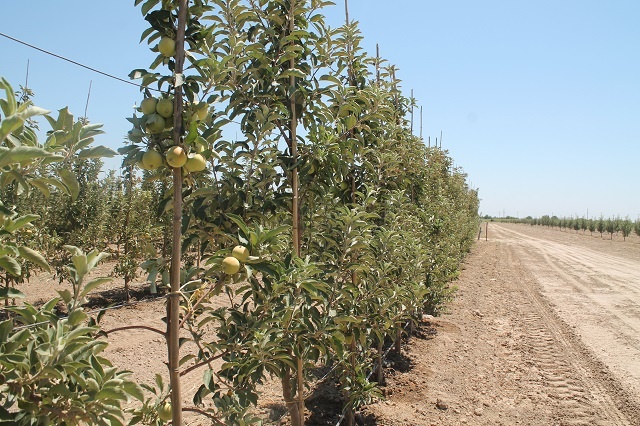 Túlkibasta 356 ga aýmaqqa alma aǵashy otyrǵyzyldy