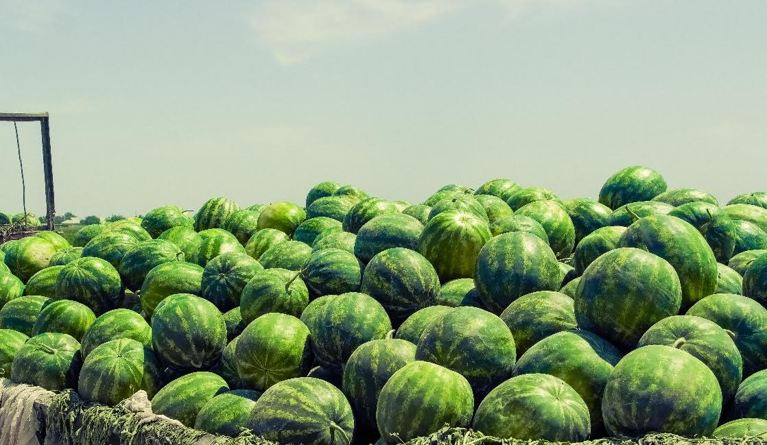 OQO dıqandary Reseıge 51 myń tonna qaýyn-qarbyz eksporttaǵan