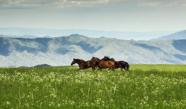 Dala – dáýlet, aýyl – qut