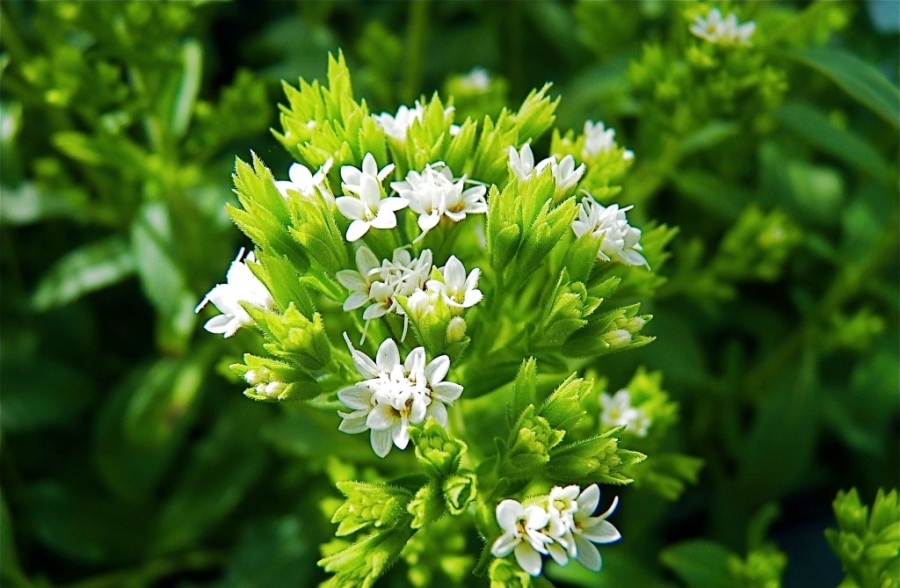 Tarazda stýdentter qant dıabetine qarsy dárilik ósimdikter ósirýde