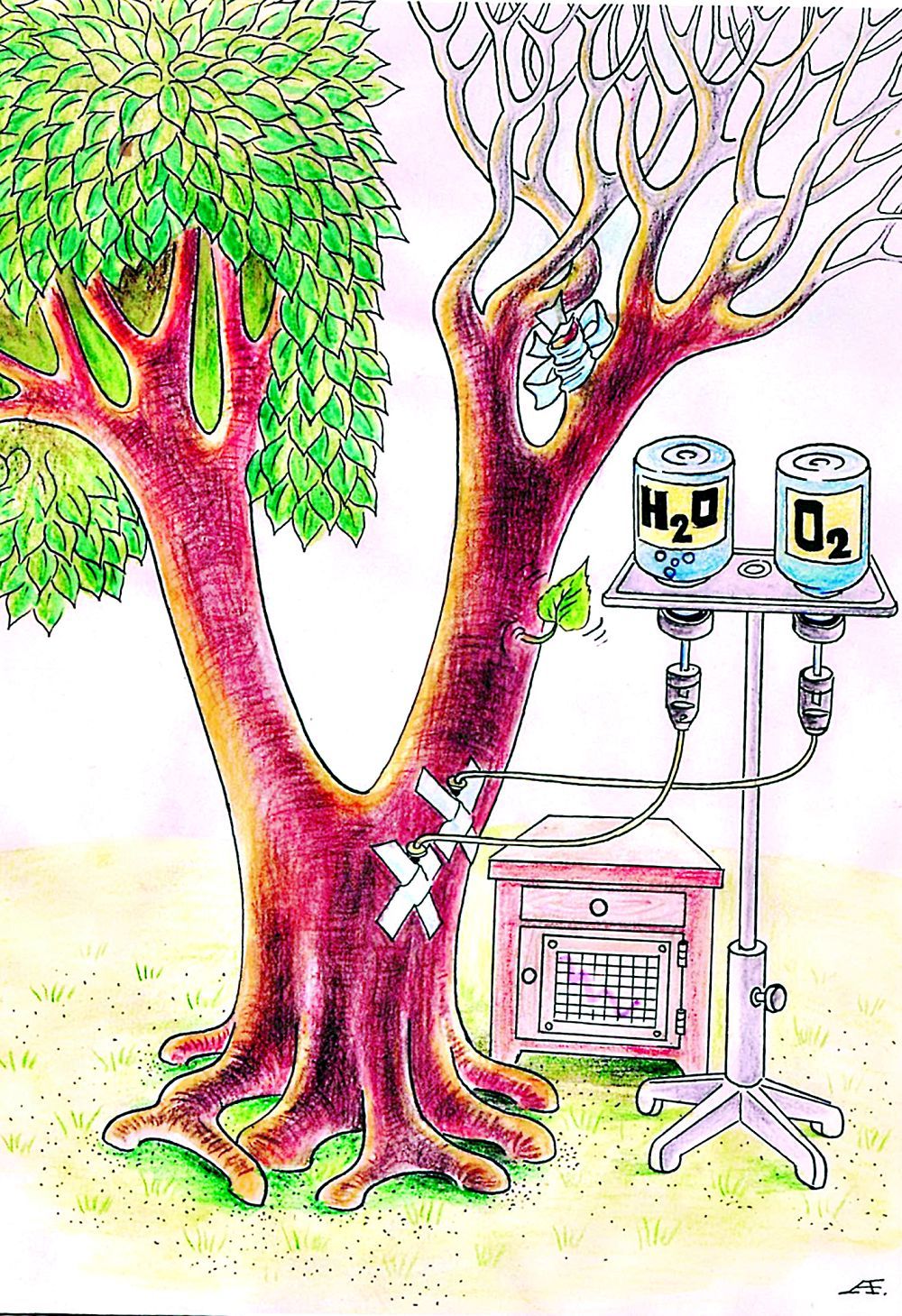 Qýraǵan aǵashtan qalaı qutylýǵa bolady?