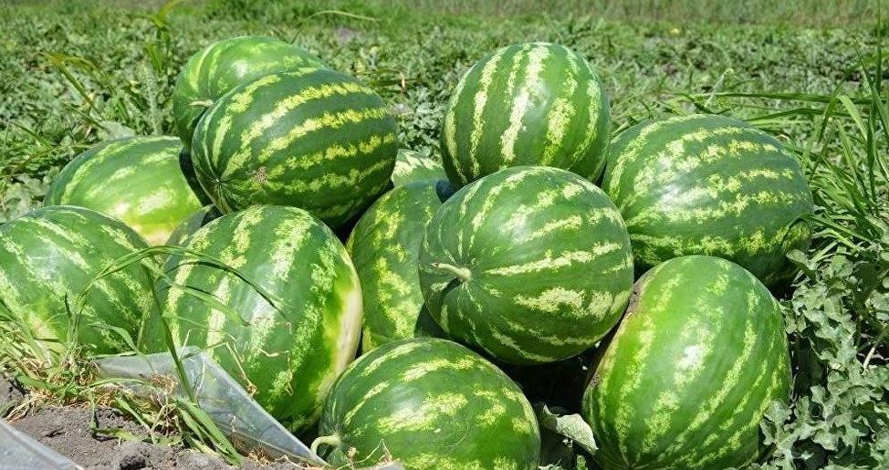 OQO-daǵy jaýshyqumdyq jastardyń jospary kóp