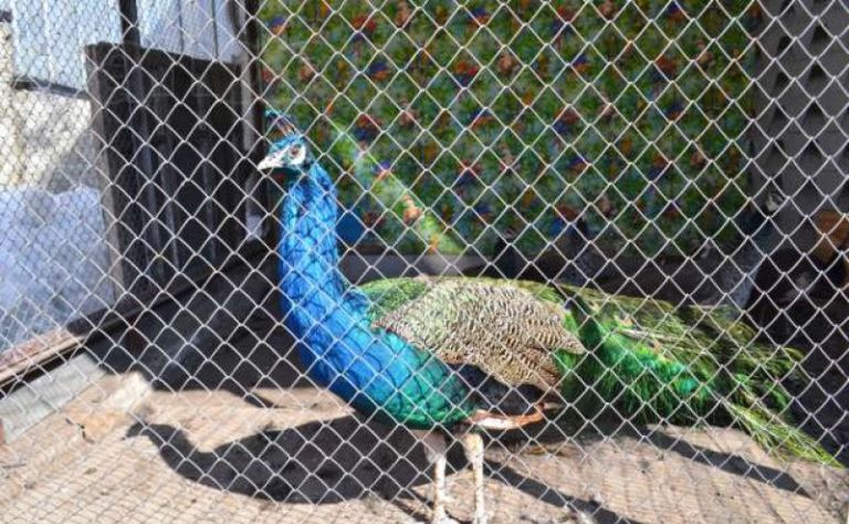 Úndi taýysy, qytaı qyrǵaýyly