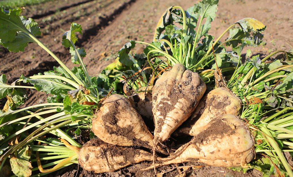 Qant qyzylshasy. Dánekten qantqa deıin