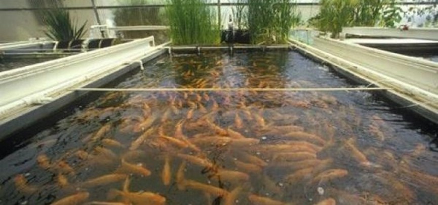 Kásibı balyq sharýashylyǵy qolǵa alyndy