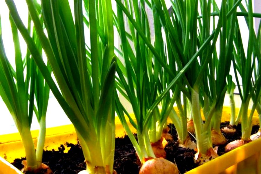 Jýa joǵalyp barady