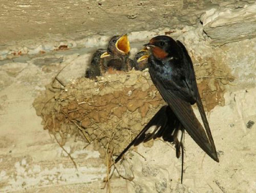 Qarlyǵashtyń uıasy