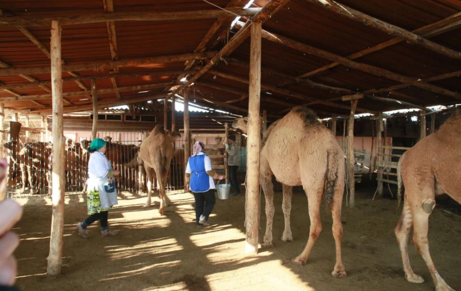 Syr óńirinde túıe sútin qabyldaıtyn ortalyq ashylady