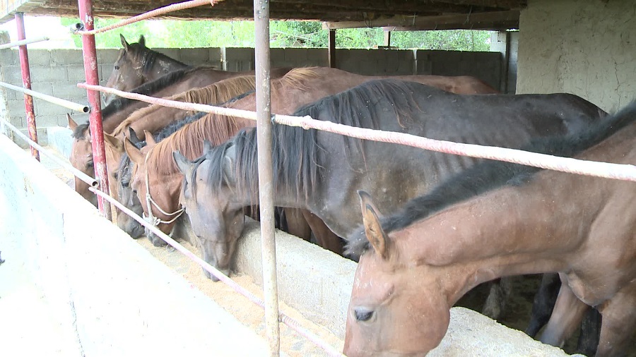 Ońtústiktegi shaǵyn nesıe uıymy 16 myńǵa jýyq jobany qarjylandyrdy