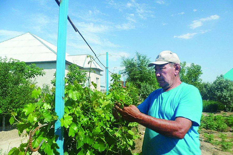 Ásem tal jáne júz jemis aǵashy