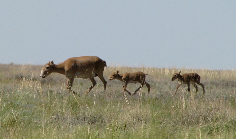Kıikti ysqyryp atqan, jaýyn oıatyp qylyshtasqan...