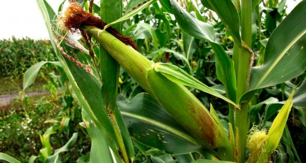 OQO-ǵa tartylǵan ınvestısııa kólemi 180,6 mlrd teńgege jetti