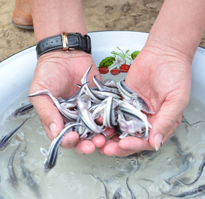 Jaıyq ózenine 3 mıllıon bekire shabaǵy jiberildi