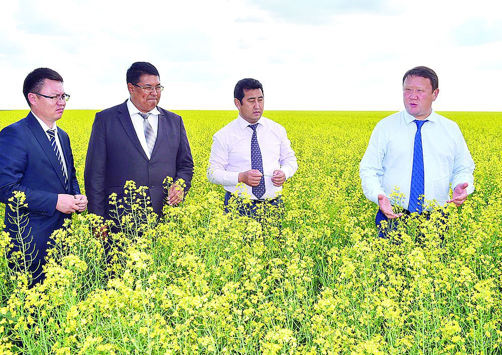 Alys aýdan aıshyqtary