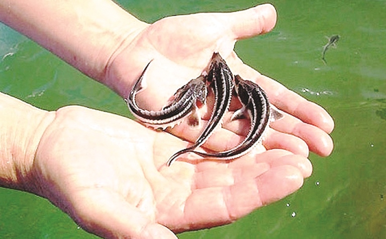 3 mıllıon bekire shabaǵy Jaıyqqa jiberildi