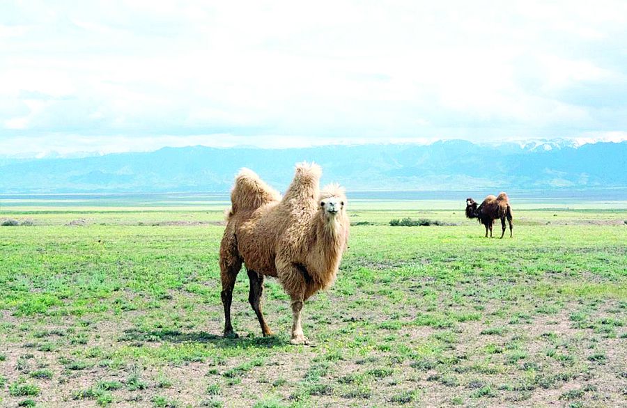 Túıe eti qańsyq, túıequs eti tańsyq pa?