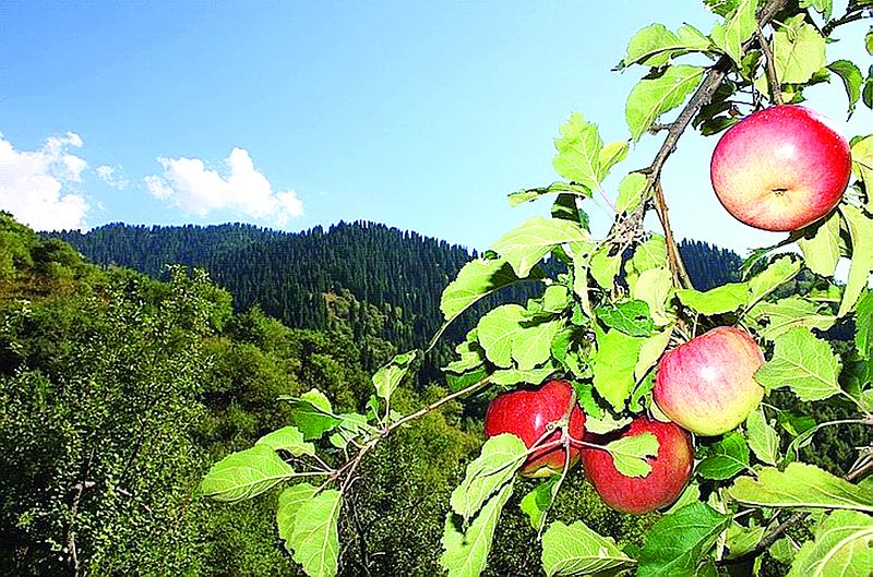 Boyce Thompson ınstıtýty: Almanyń otany − Alataý