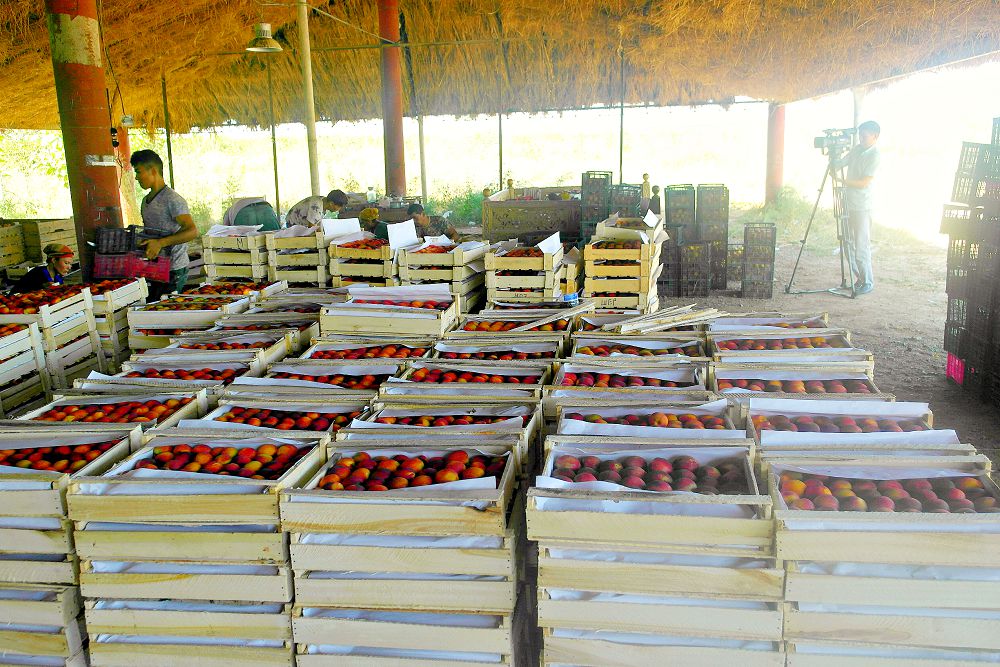 Maqtaraldyq sharýalar 2766 tonna jemis pen júzim jınady