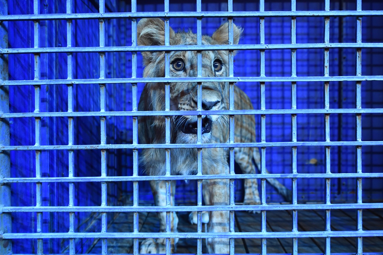 Shymkent turǵyny «Ońtústik Sırk» mekemesine abdan syılady   