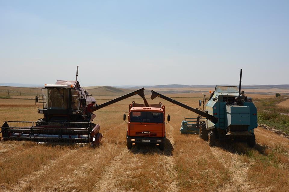 Jambyl oblysynda egin orý naýqany tolyǵymen aıaqtaldy