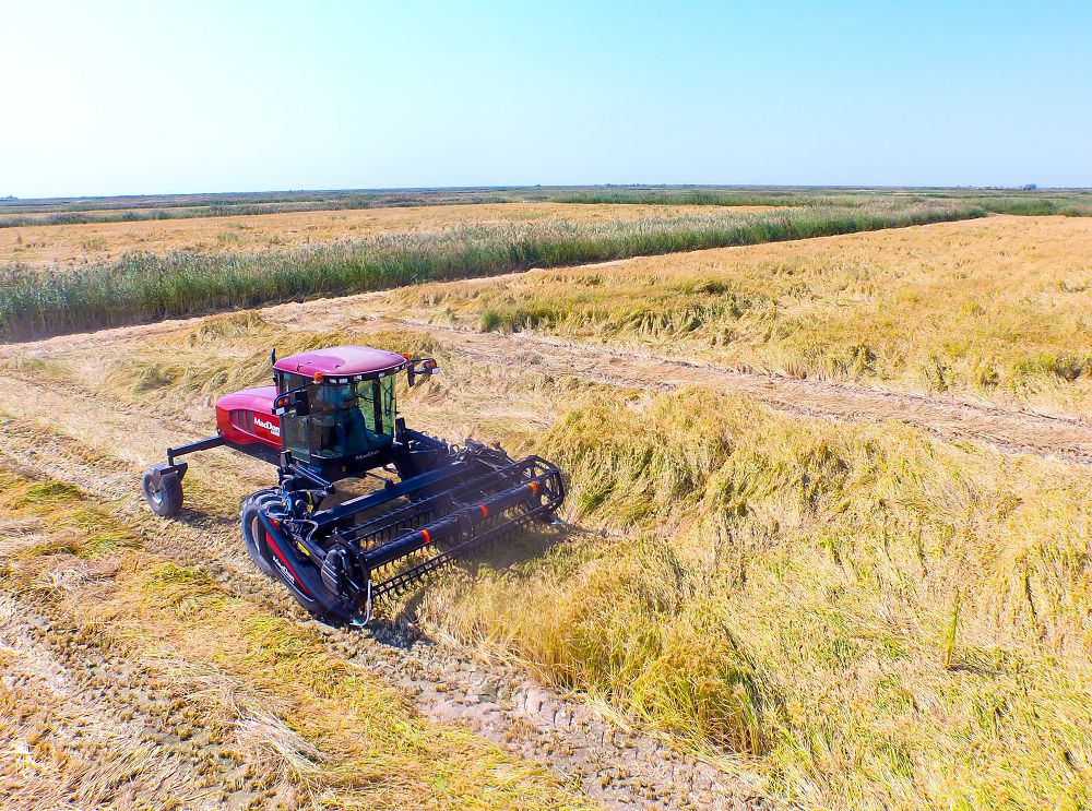 Qyzylorda oblysynda kúrish oraǵy bastaldy