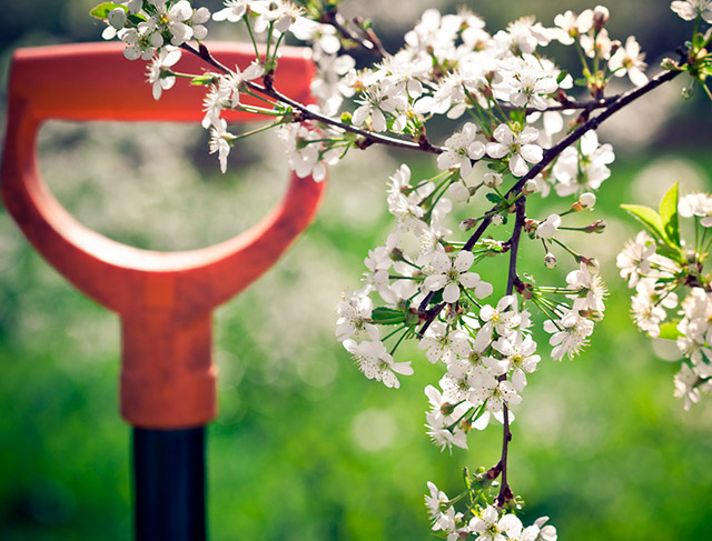 Astananyń jasyl beldeýinde 600 kóshet otyrǵyzyldy