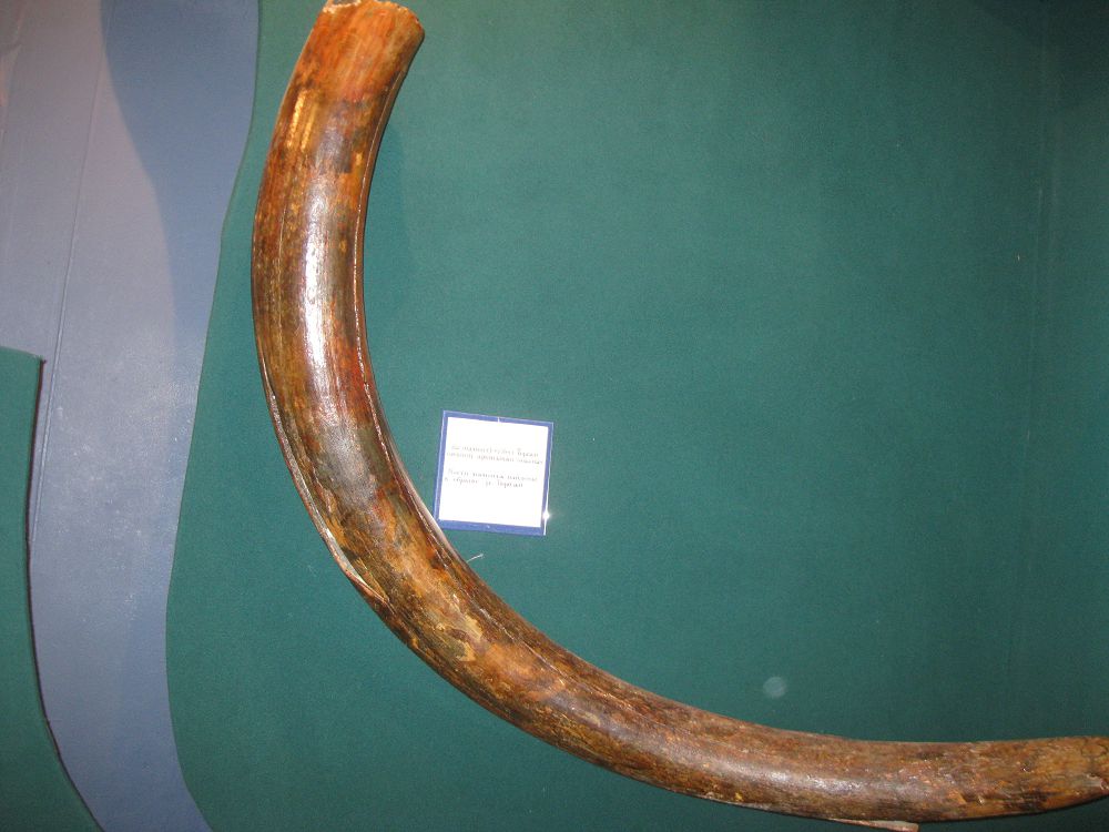 Torǵaı ózeni arnasynan tabylǵan mamont súıegi